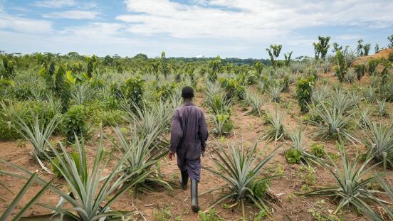 Experimental agriculture plot in Yangambi, DRC