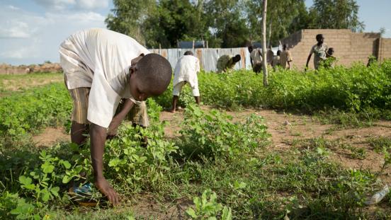 Boys collecting grass to sell in Nigeria