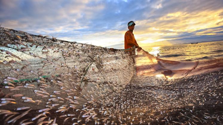A fisherman pulls his net on the beach of Saint Martin's Island, Bangladesh