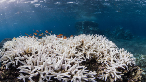 Coral reefs in the ocean