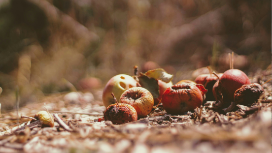 Rotting fruit
