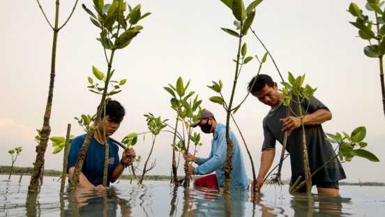 Three men planting mangroves