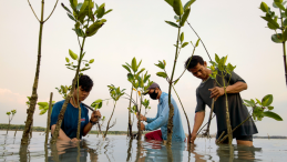 Three men planting mangroves