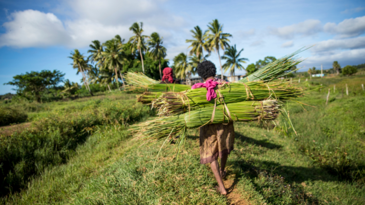 A woman carries agricultural produce on her back.